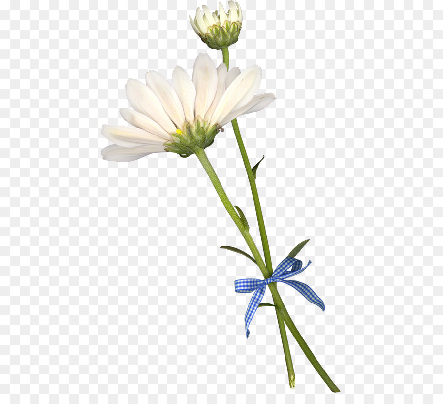 Common daisy Cut flowers Petal - flower png download - 500*809 - Free Transparent Common Daisy png Download.