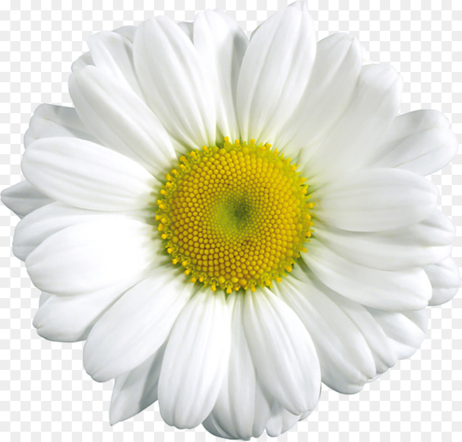 Common daisy Clip art - Daisy Flower Cliparts png download - 1024*976 - Free Transparent Common Daisy png Download.