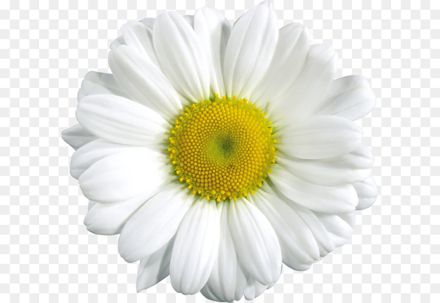 Common daisy Clip art - Large Transparent Daisy Clipart png download - 1024*976 - Free Transparent Common Daisy png Download.