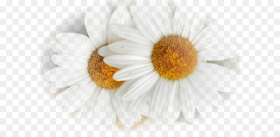 Chamomile Oxeye daisy Flower Blue - chamomile png download - 640*426 - Free Transparent Chamomile png Download.