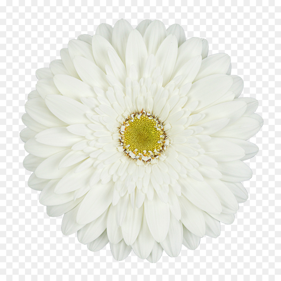 Common daisy Transvaal daisy Cut flowers White - flower png download - 1280*1280 - Free Transparent Common Daisy png Download.