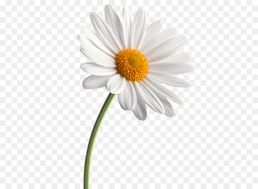 Common daisy Flower Daisy family Transvaal daisy - small daisy png download - 474*660 - Free Transparent Common Daisy png Download.