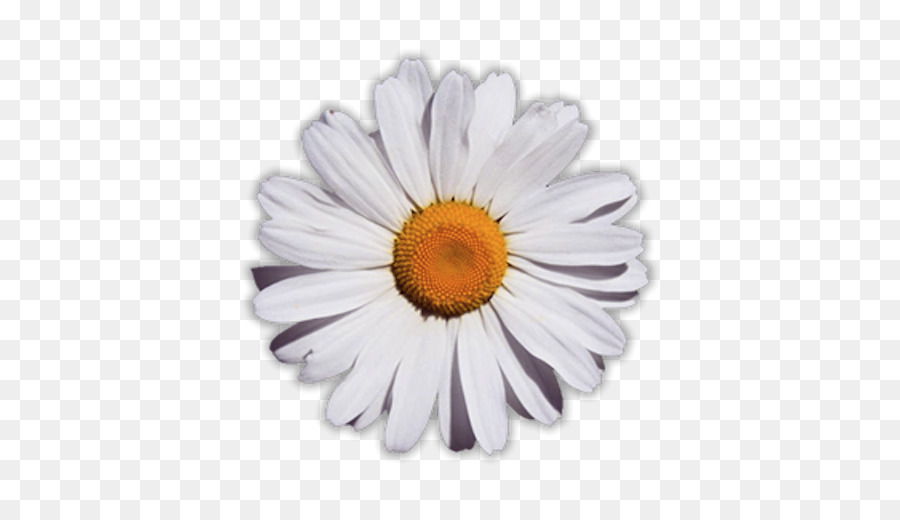 Common daisy Flower Glog - daisy png download - 512*512 - Free Transparent Common Daisy png Download.