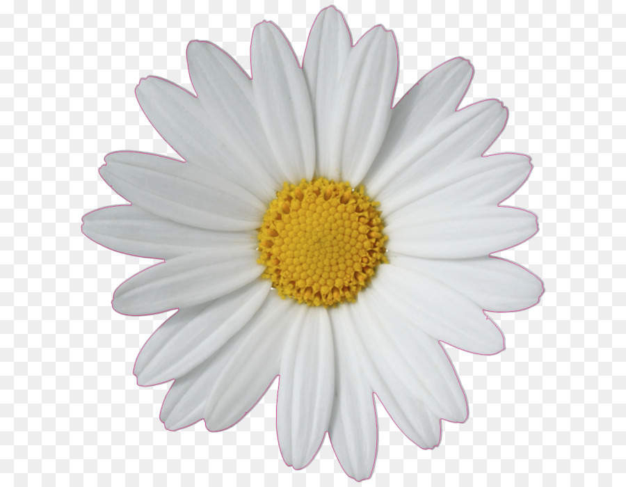 Common daisy Flower Clip art - daisy png download - 682*700 - Free Transparent Common Daisy png Download.