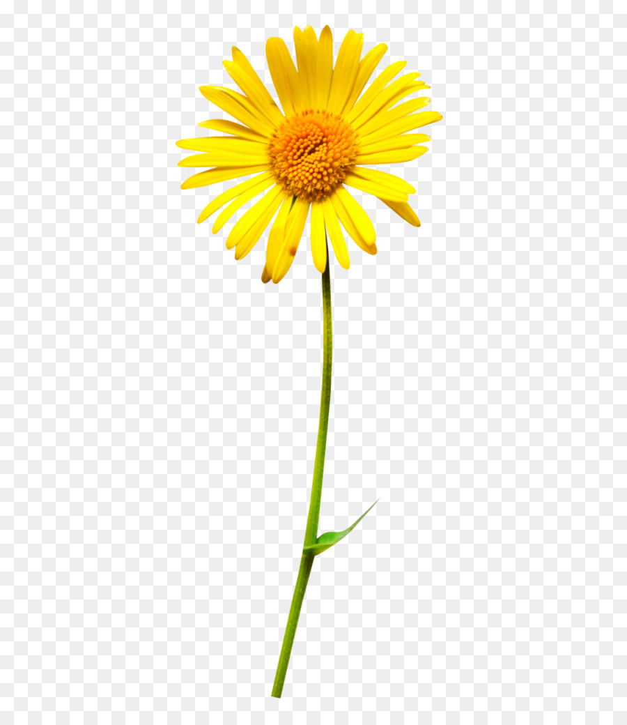 Oxeye daisy Flower Clip art - flower png download - 417*1024 - Free Transparent Oxeye Daisy png Download.