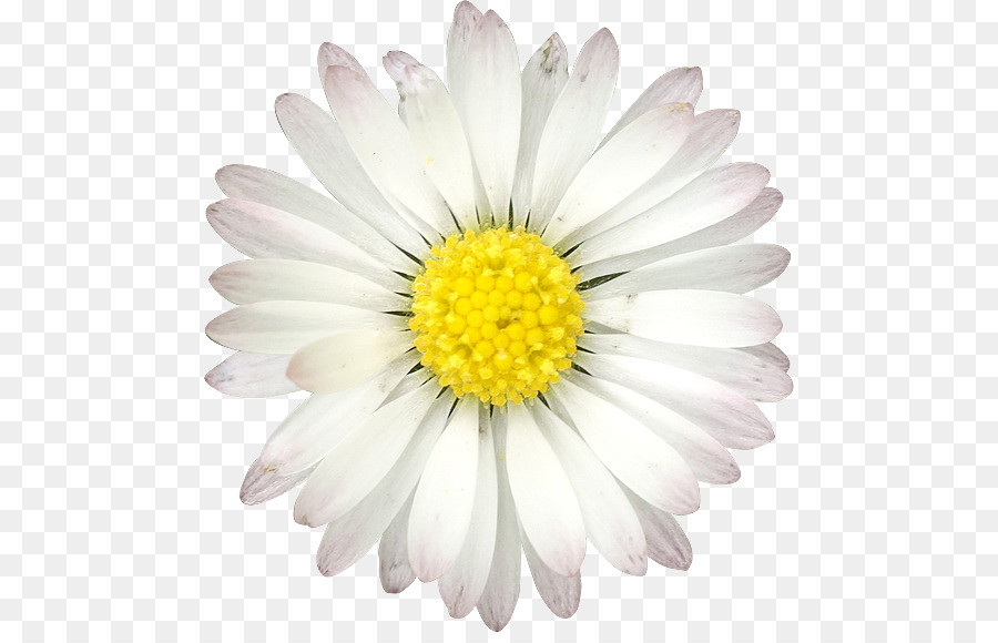 Common daisy Flower Quotation Birthday - flower png download - 532*570 - Free Transparent Common Daisy png Download.