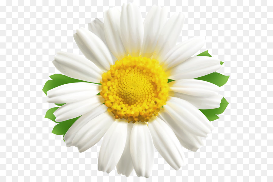 Blog Clip art - Daisy PNG Clipart Image png download - 4000*3657 - Free Transparent Roman Chamomile png Download.