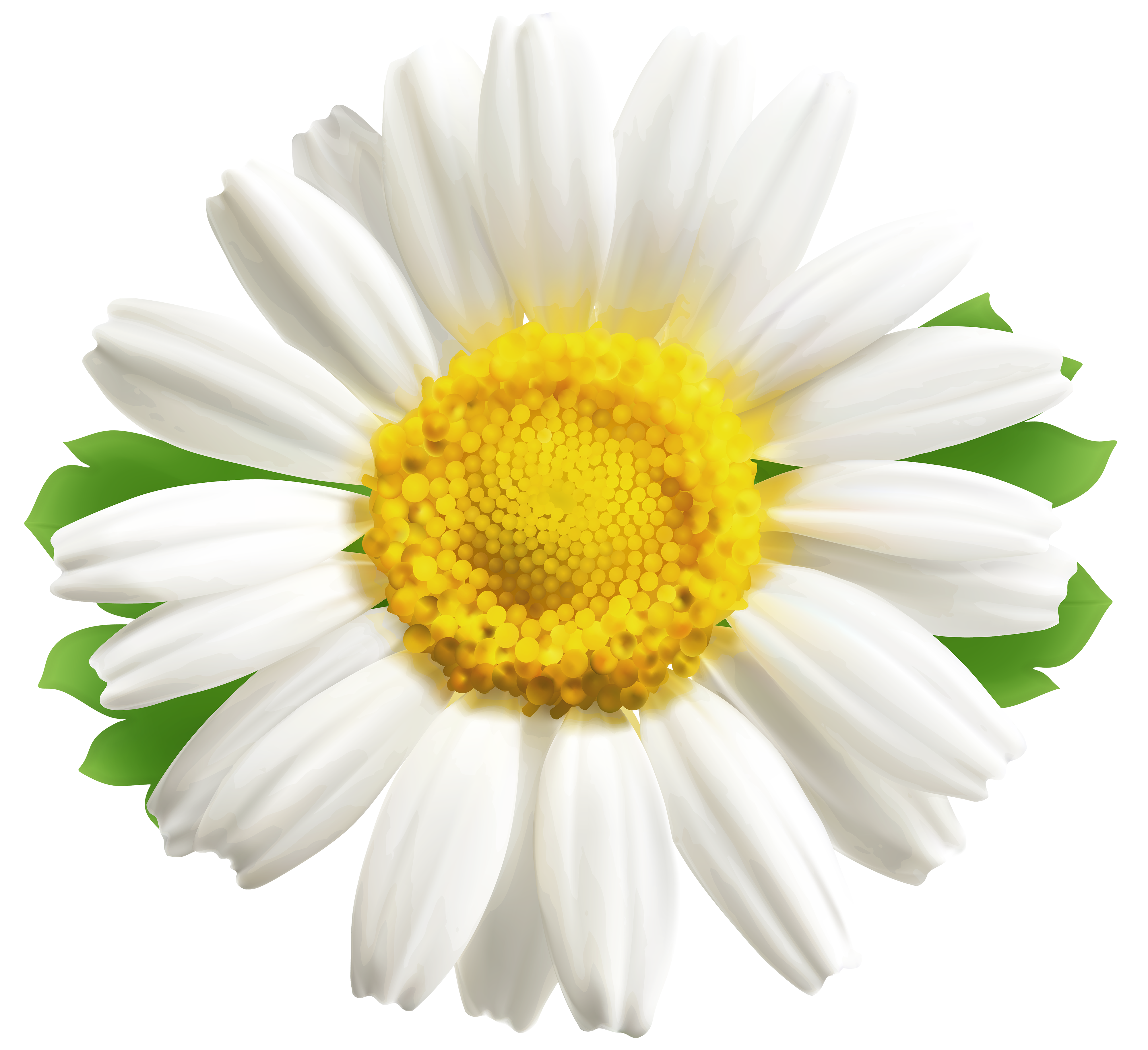 Blog Clip art - Daisy PNG Clipart Image png download - 4000*3657 - Free