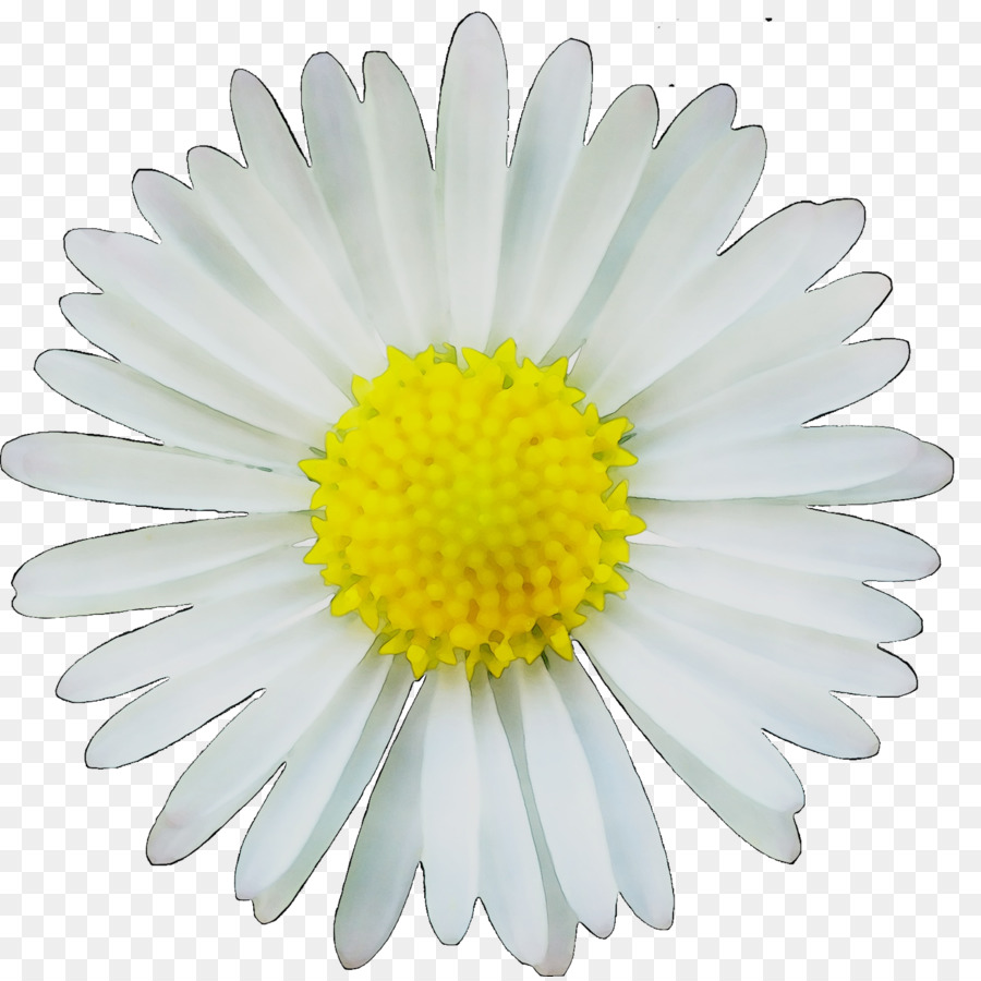 Clip art Image Common daisy Drawing Portable Network Graphics -  png download - 1871*1862 - Free Transparent Common Daisy png Download.