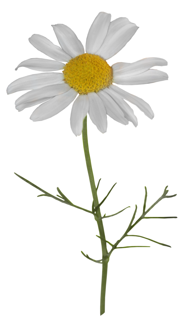 Common daisy Portable Network Graphics Image Chamomile Oxeye daisy