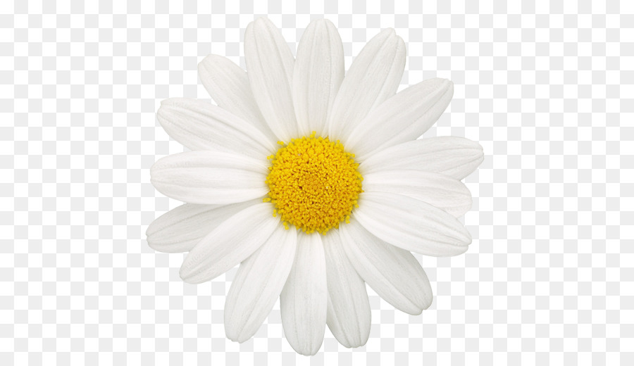 Common daisy Oxeye daisy Daisy family Drawing Photography - flower png download - 512*512 - Free Transparent Common Daisy png Download.