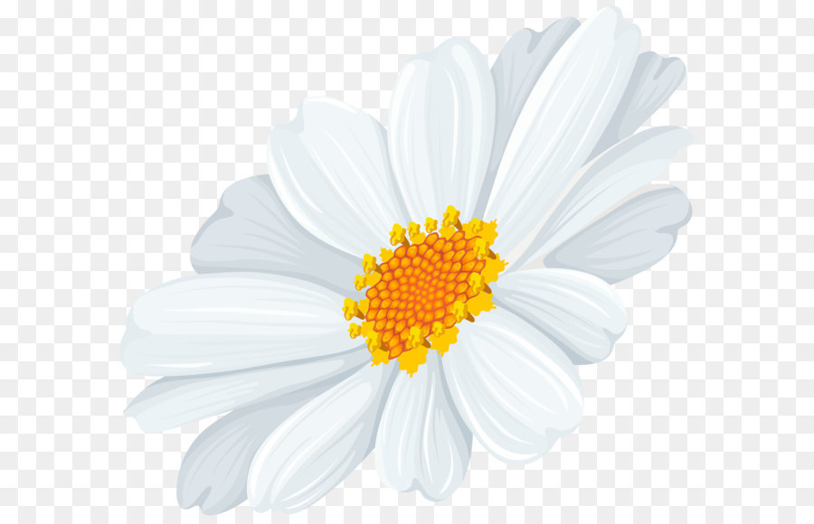 Common daisy Oxeye daisy Clip art - White Daisy Transparent Clip Art Image png download - 8000*7097 - Free Transparent Oxeye Daisy png Download.