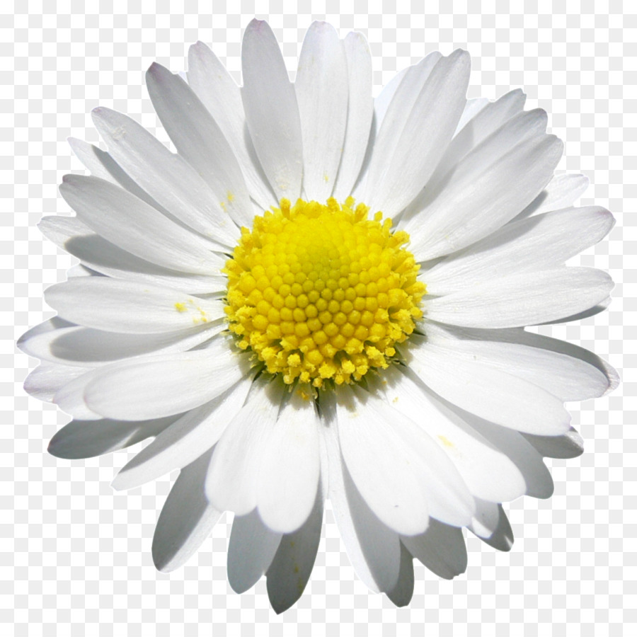Common daisy Clip art - camomile png download - 1023*1015 - Free Transparent Common Daisy png Download.