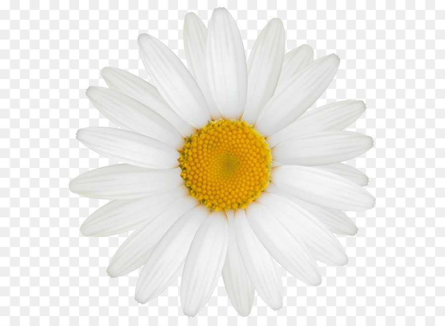 Roman chamomile Oxeye daisy Transvaal daisy Chrysanthemum Argyranthemum frutescens - Daisy PNG Clipart Image png download - 5984*6037 - Free Transparent Roman Chamomile png Download.