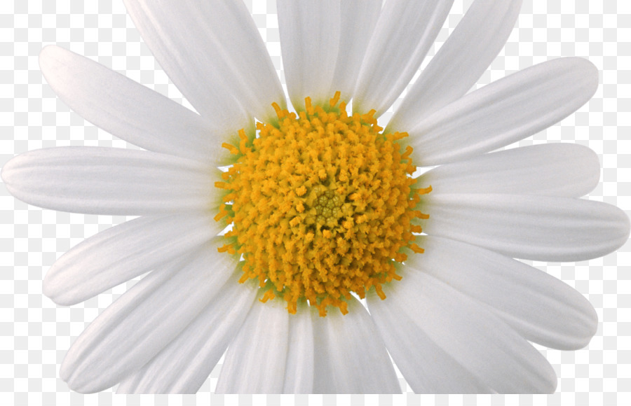 Oxeye daisy Common daisy Portable Network Graphics Chamomile Clip art - chamomile png download - 1368*855 - Free Transparent Oxeye Daisy png Download.