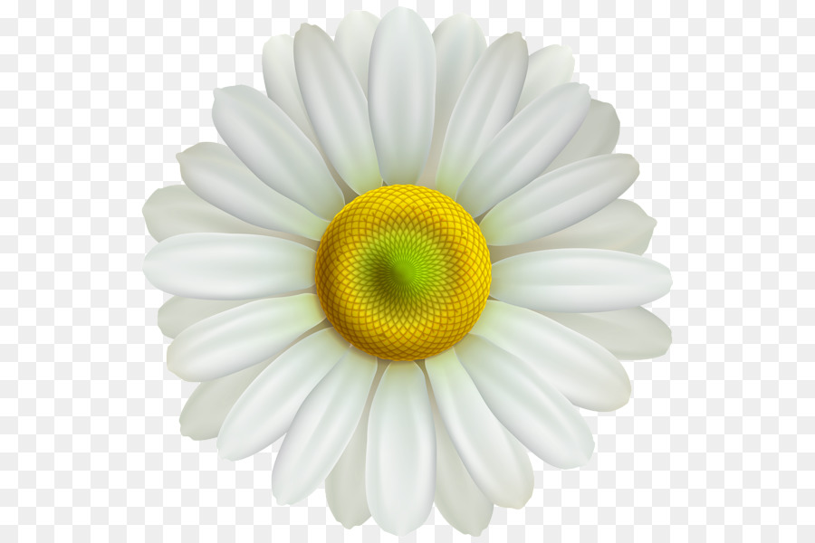 Clip art Portable Network Graphics Common daisy Image Desktop Wallpaper - daysy transparency and translucency png download - 600*600 - Free Transparent Common Daisy png Download.