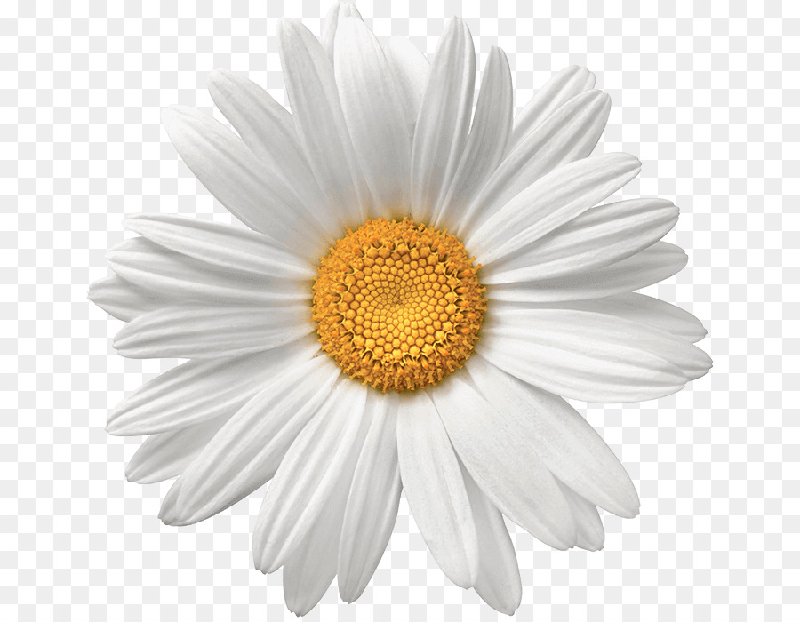 Common daisy Flower White Stock photography - daisy png download - 706*695 - Free Transparent Common Daisy png Download.