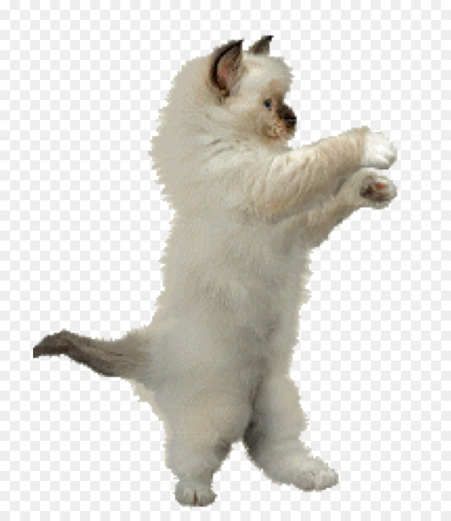 Dance Animation Cat Clip art - Animation png download - 768*1024 - Free Transparent Dance png Download.