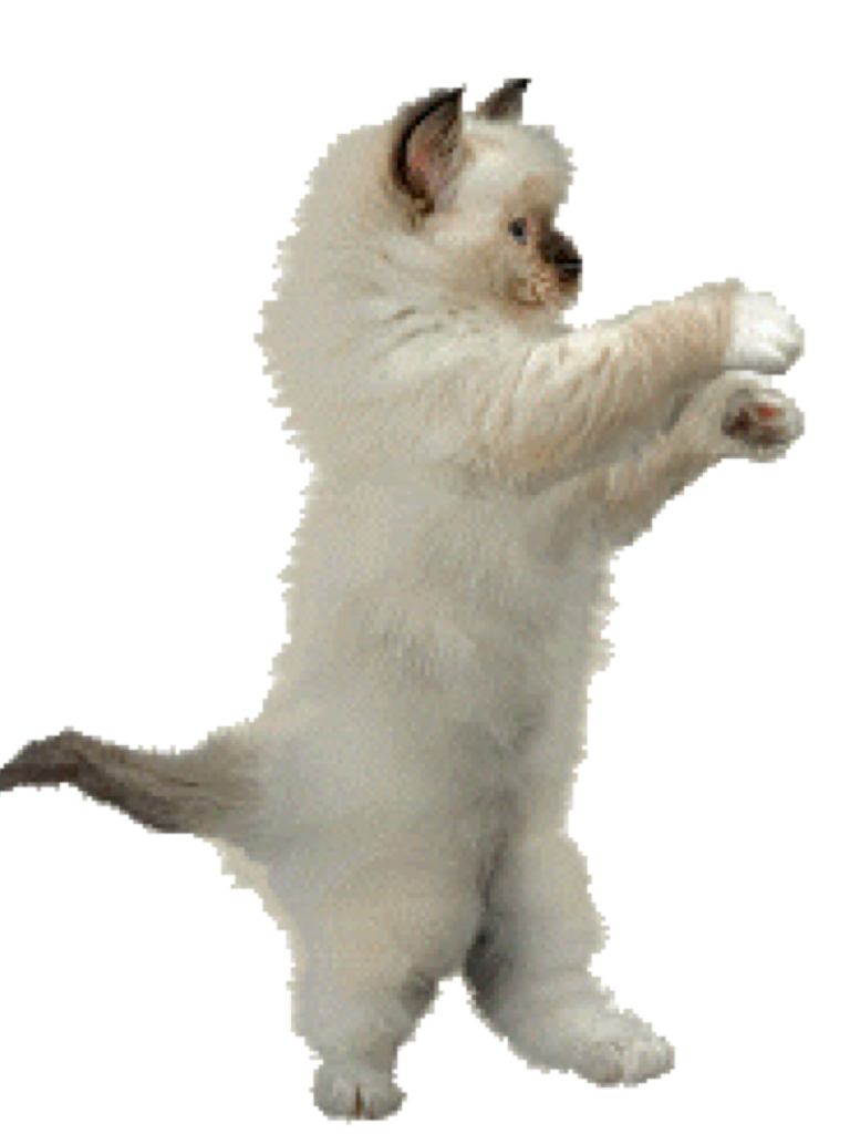 Dance Animation Cat Clip art Animation png download 768*1024 Free