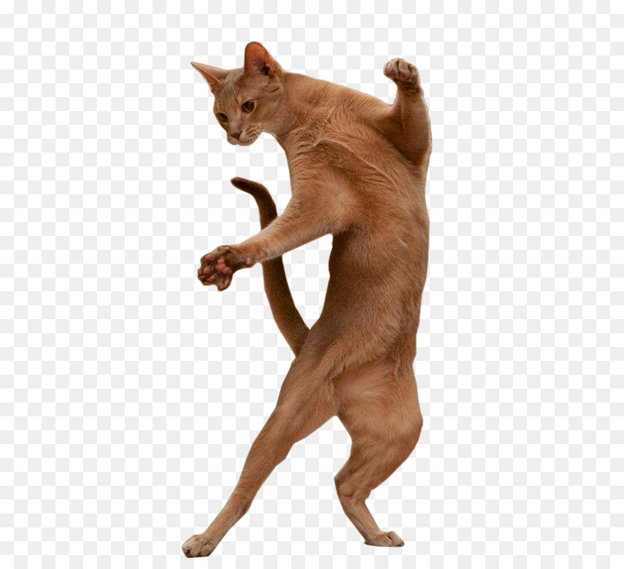 Burmese cat Dance Image Portable Network Graphics GIF - dancing  animals png download - 628*819 - Free Transparent Burmese Cat png Download.