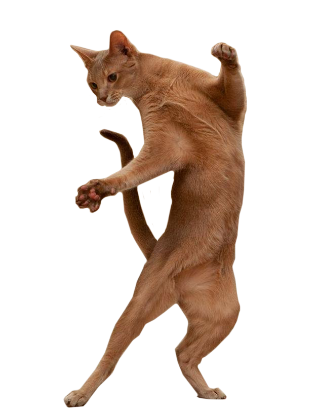 cat dance gif png
