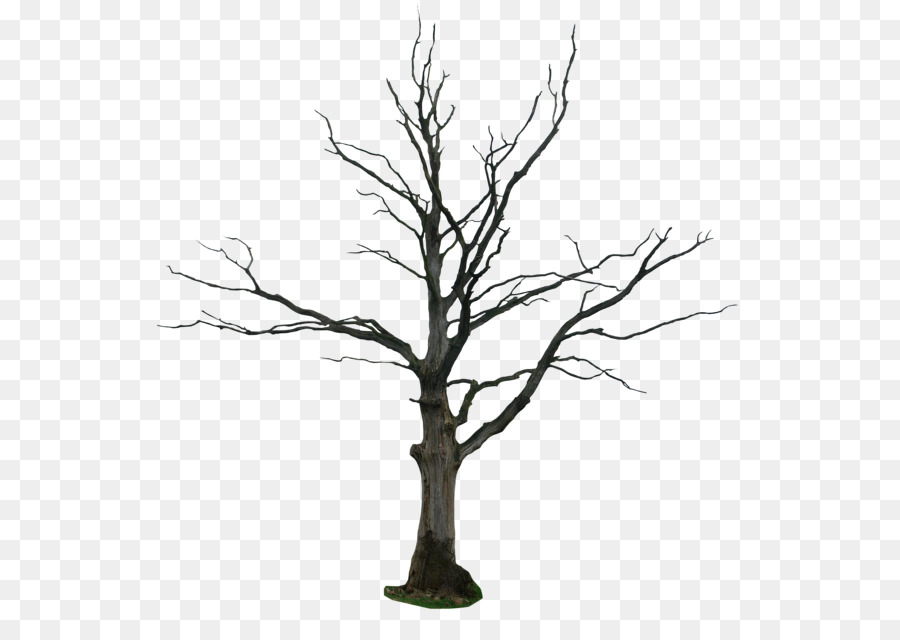 Tree Drawing Snag Clip art - dead png download - 600*626 - Free Transparent Tree png Download.