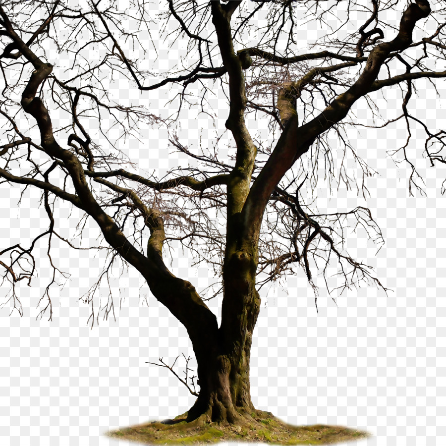 Twig Trunk Tree Clip art - Pictures of dead trees png download - 3000*3000 - Free Transparent Twig png Download.