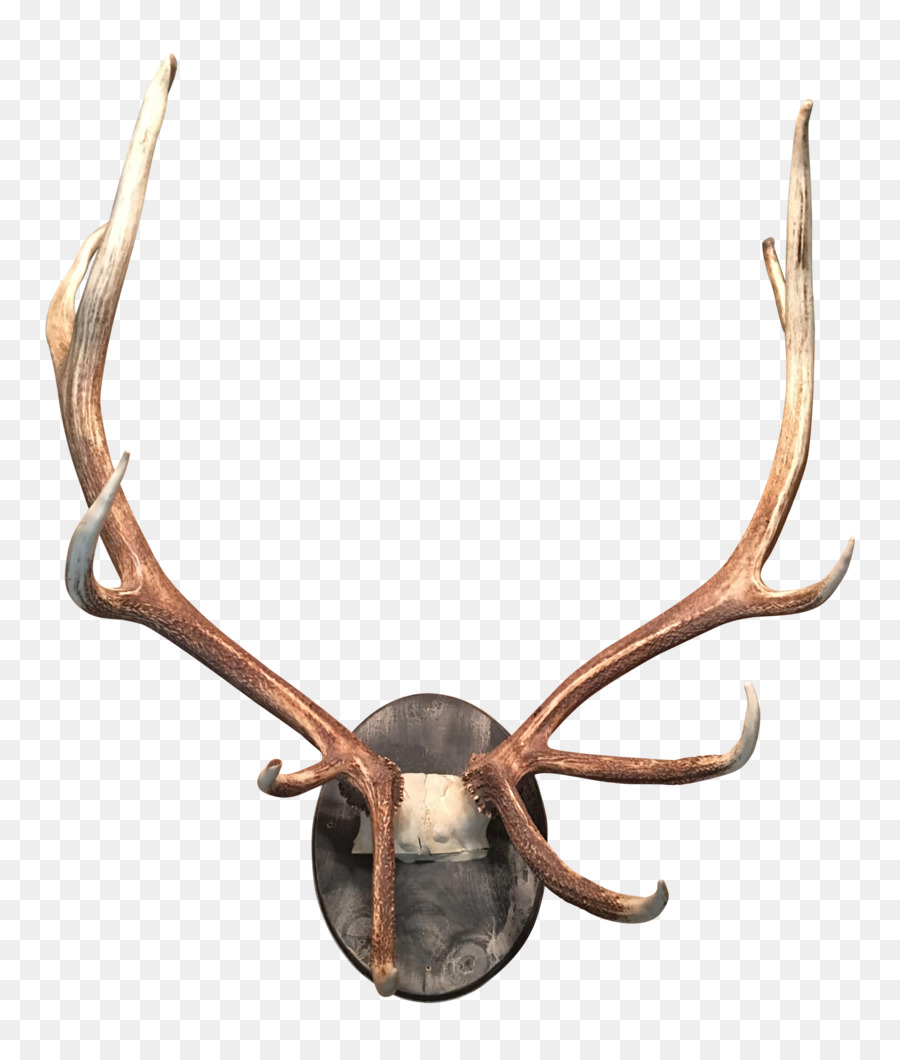 Deer Antler Moose Horn Elk - Antler png download - 2961*3473 - Free Transparent Deer png Download.