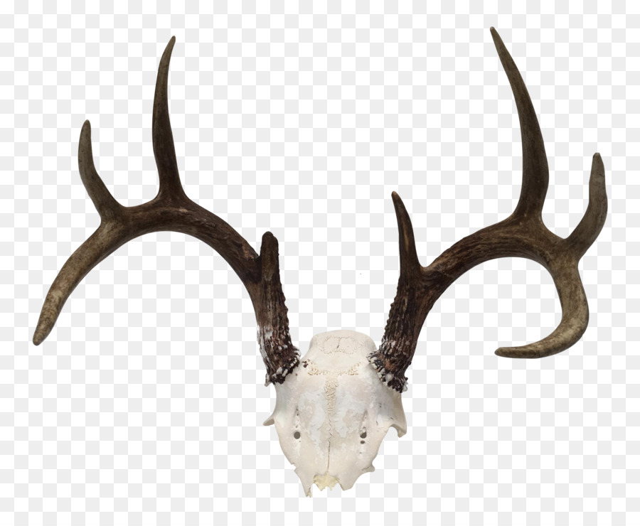 White-tailed deer Antler Horn Trophy hunting - deer png download - 3070*2518 - Free Transparent Deer png Download.