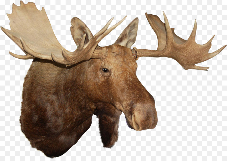 Portable Network Graphics Reindeer Clip art Image - moose silhouette png moose head png download - 960*675 - Free Transparent Deer png Download.