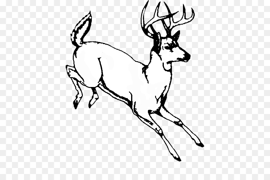 White-tailed deer Line art Drawing Image - deer png download - 462*586 - Free Transparent Whitetailed Deer png Download.