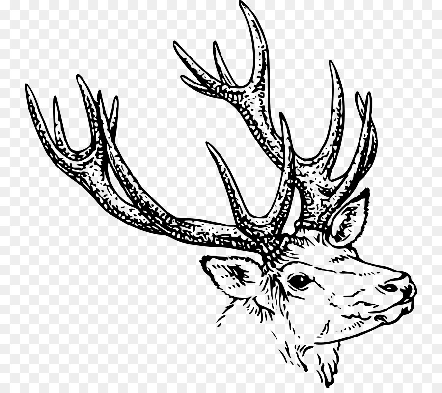 Deer Line art Drawing Clip art - deer antlers png download - 800*790 - Free Transparent Deer png Download.