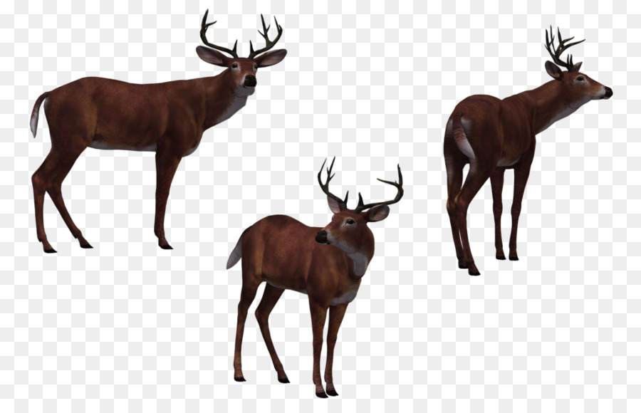 Deer Hunter 3D computer graphics - deer png download - 1024*645 - Free Transparent Deer Hunter png Download.