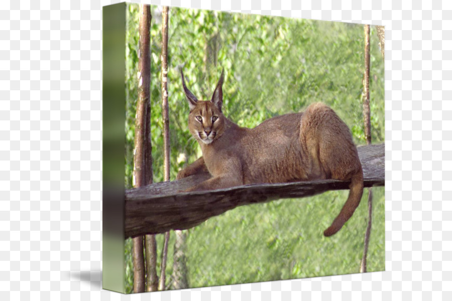 Elk Fauna Wildlife Tail - laying down png download - 650*593 - Free Transparent Elk png Download.