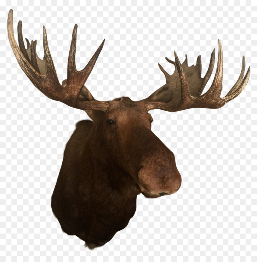 Deer Elk Alaska moose Antler Trophy hunting - Antler png download - 2448*2481 - Free Transparent Deer png Download.