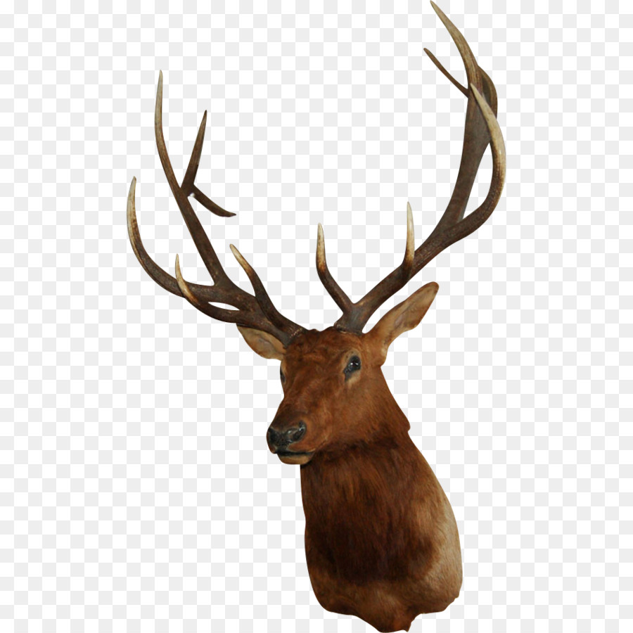 White-tailed deer Elk Wall decal - deer horn png download - 947*947 - Free Transparent Deer png Download.