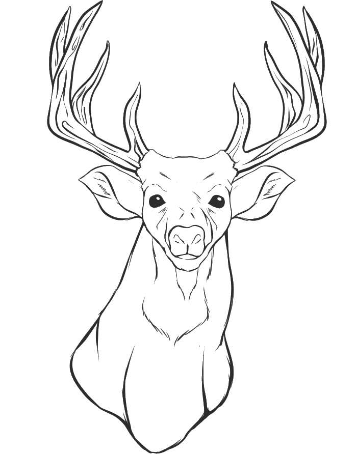 White-tailed deer Reindeer Coloring book Elk - deer png download - 700*