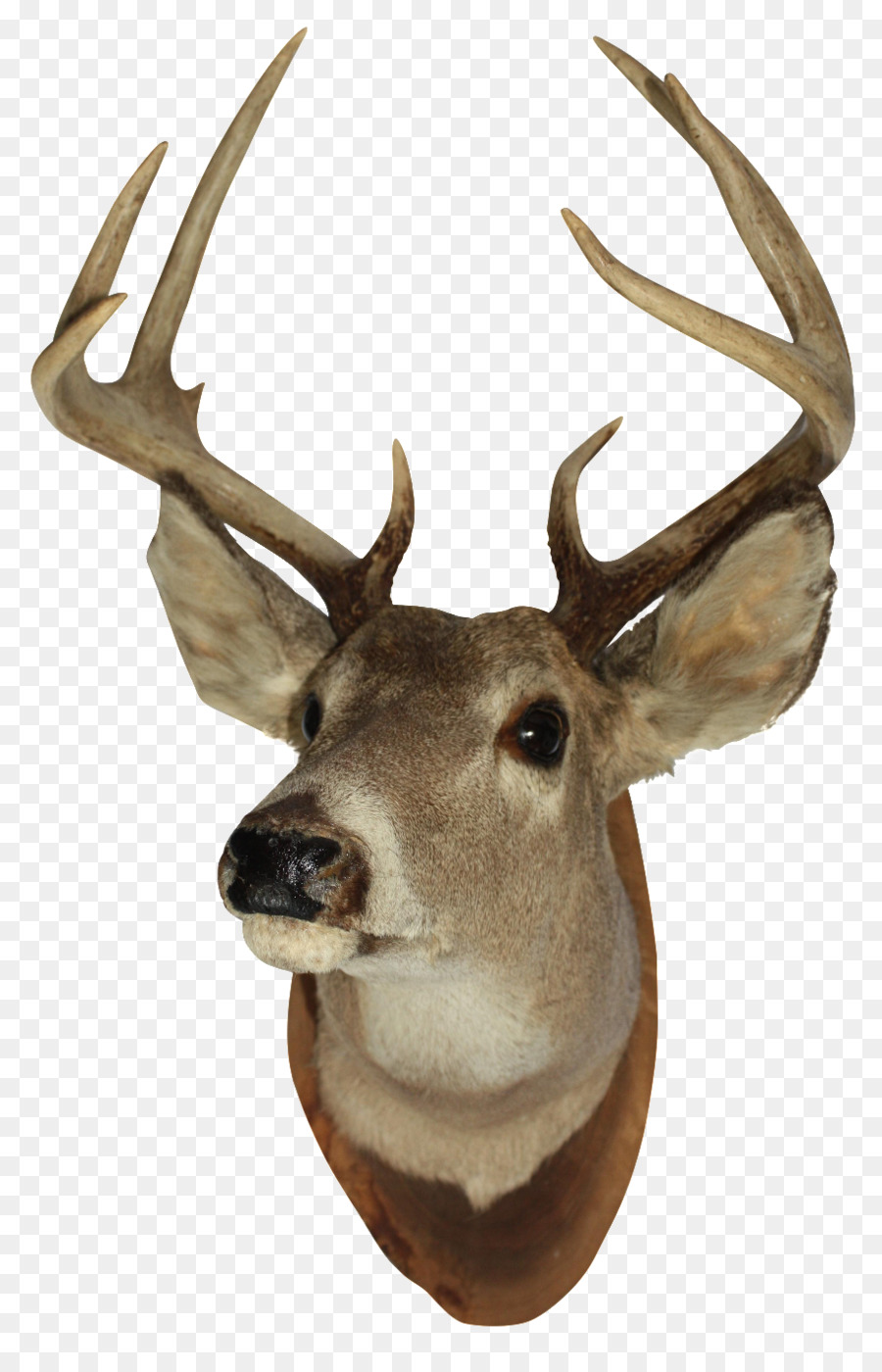 White-tailed deer Reindeer Elk Moose - deer head png download - 913*1404 - Free Transparent Deer png Download.