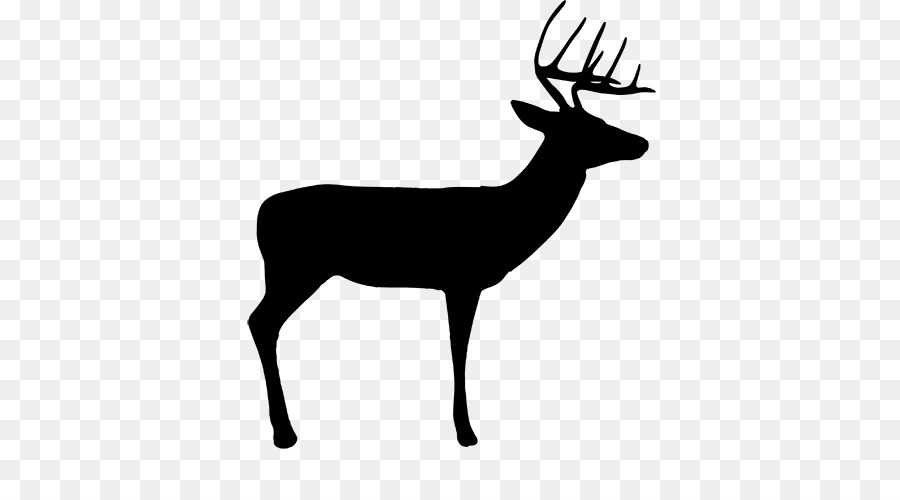 White-tailed deer Reindeer Roe deer Fallow deer -  png download - 500*500 - Free Transparent Deer png Download.