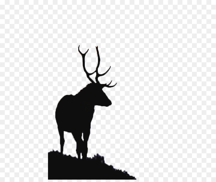 River Glass, Strathglass Beauly Firth Red deer Elk - Deer Movies png download - 500*750 - Free Transparent Deer png Download.