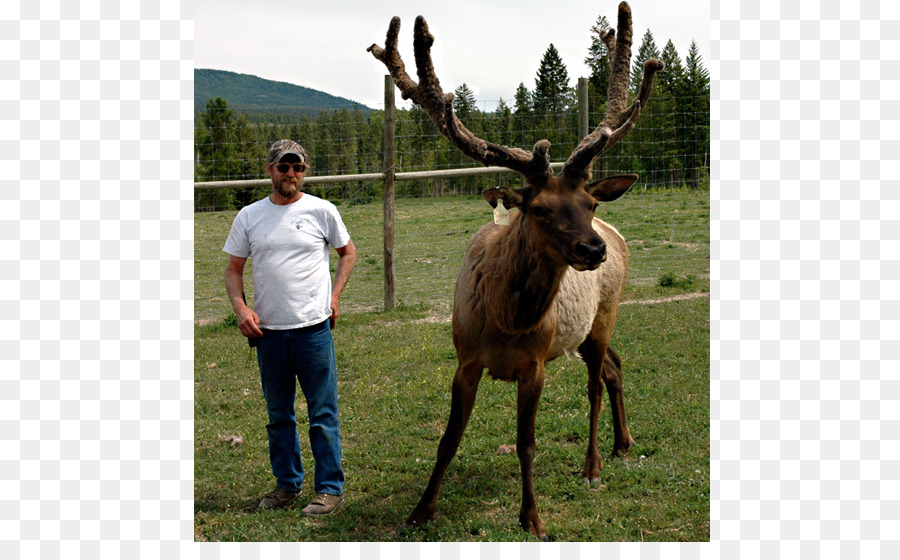 Elk Reindeer Antler Moose - Antler png download - 736*542 - Free Transparent Elk png Download.