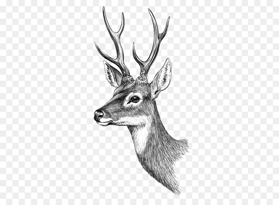 Reindeer Moose Red deer Elk - deer png download - 2362*2362 - Free Transparent Tattoo png Download.