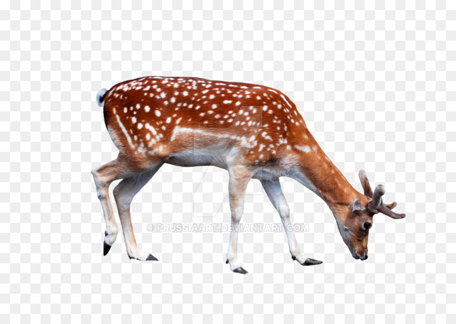 White-tailed deer Reindeer Antler - young png download - 1024*724 - Free Transparent Deer png Download.