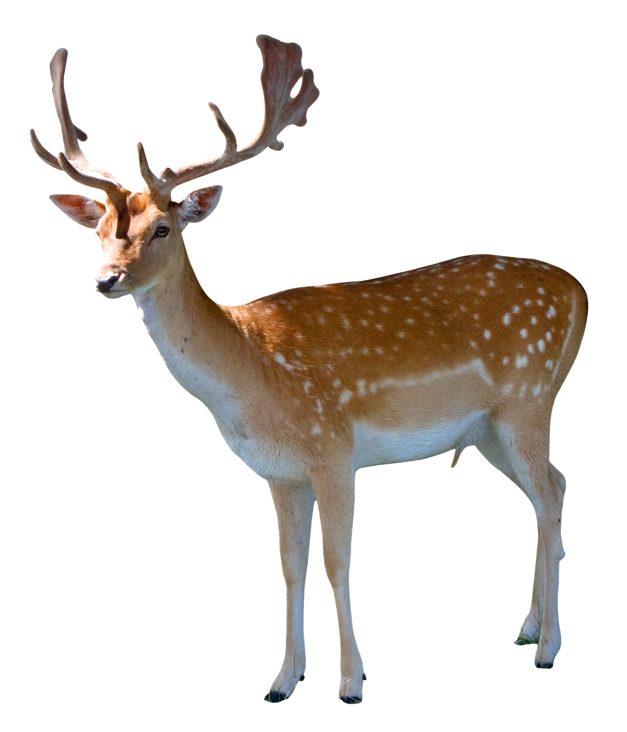 Deer Clip Art Deer Png Download 12321438 Free Transparent Deer