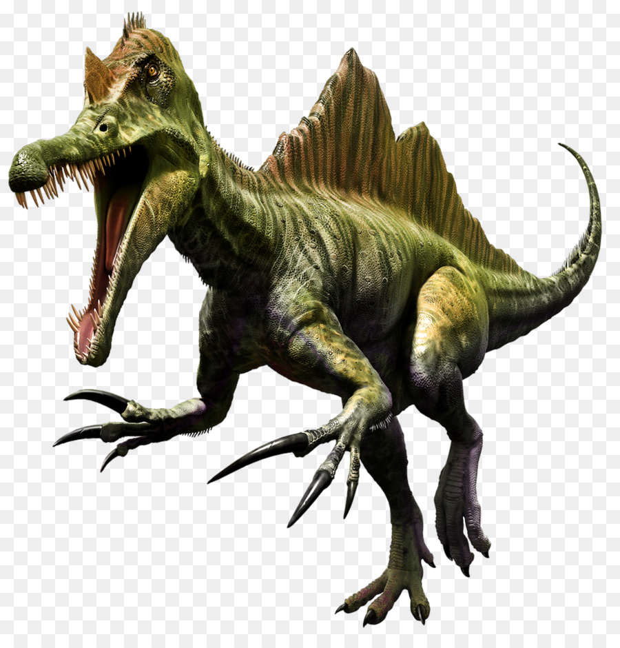 Spinosaurus Tyrannosaurus Dinosaur Portable Network Graphics Image - dinosaur png download - 1240*1280 - Free Transparent Spinosaurus png Download.