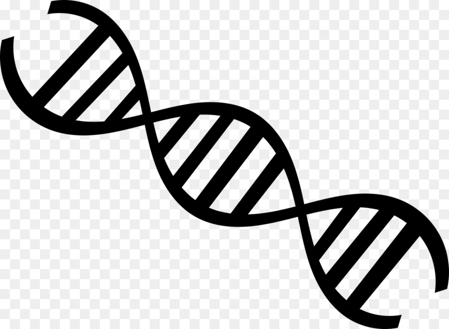 Biology DNA Genetics - science png download - 960*704 - Free Transparent Biology png Download.