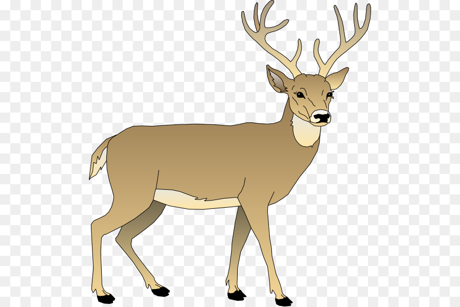 White-tailed deer Clip art - Bay Cliparts Animated png download - 552*599 - Free Transparent Deer png Download.