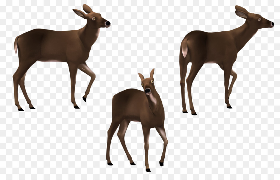 Elk White-tailed deer Art Antelope - deer png download - 1024*645 - Free Transparent Elk png Download.