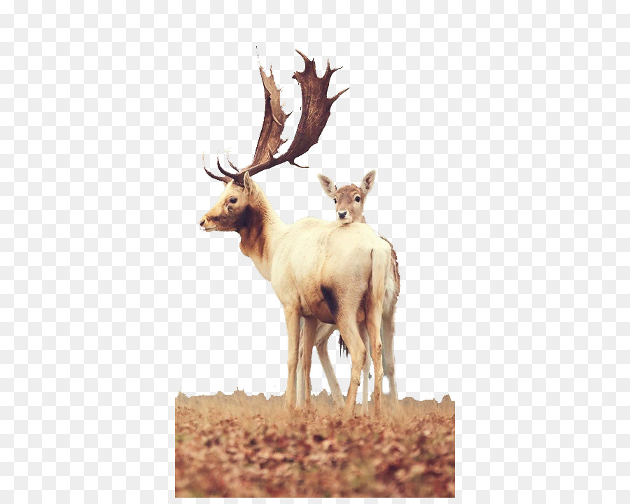 Red deer White-tailed deer Mule deer Wallpaper - Mother deer and fawn png download - 400*711 - Free Transparent Deer png Download.
