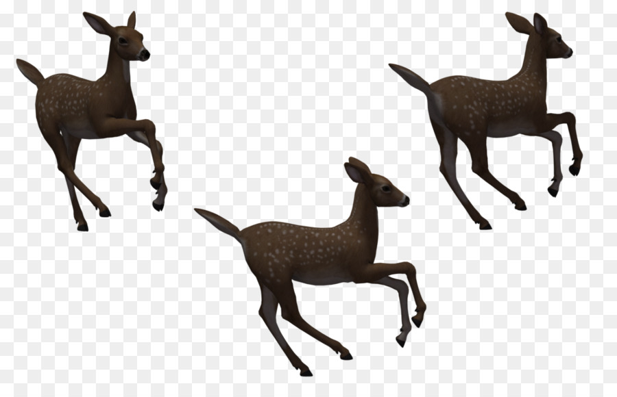 Deer Silhouette - fawn png download - 1024*645 - Free Transparent Deer png Download.